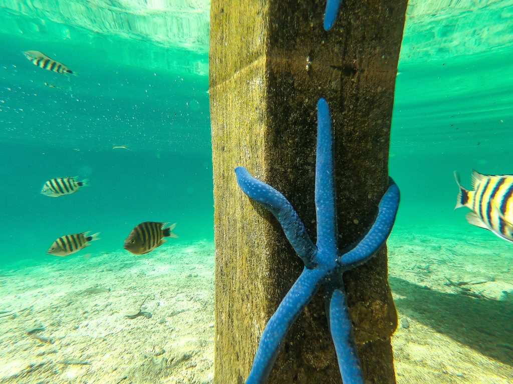 Starfish Marovo Lagoon Solomon Islands