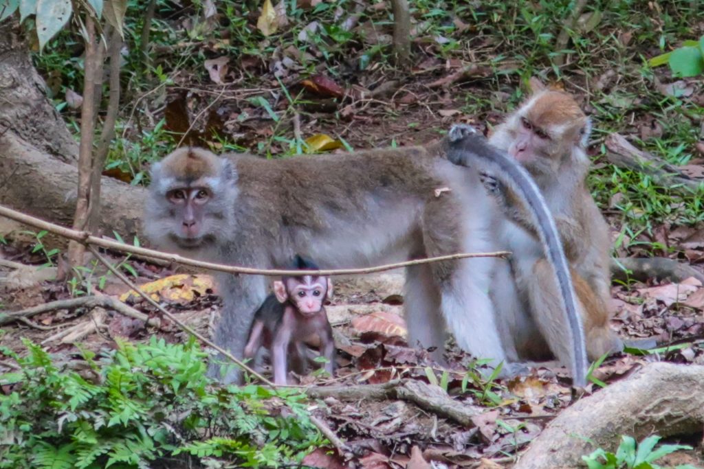 Monkeys Kinabatangan River Bilit Borneo Malaysia