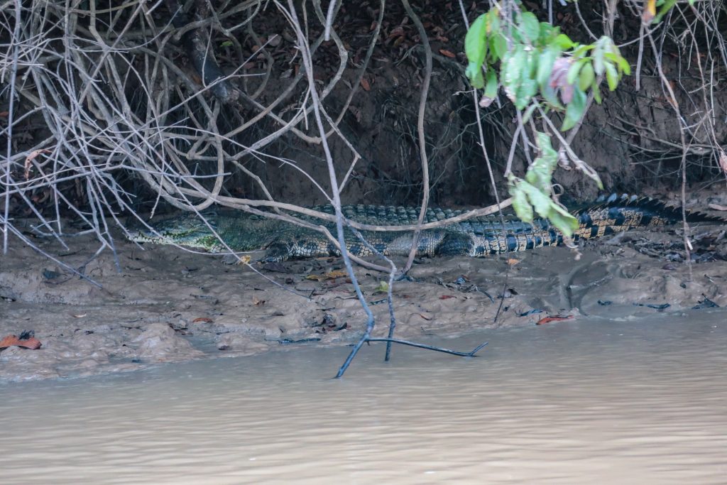 Crocodile Kinabatangan River Bilit Borneo Malaysia