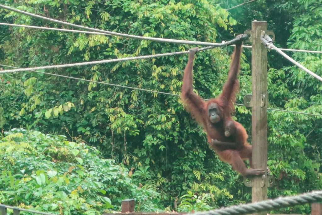 Orangutan Rehabilitation Centre Sepilok Borneo Malaysia