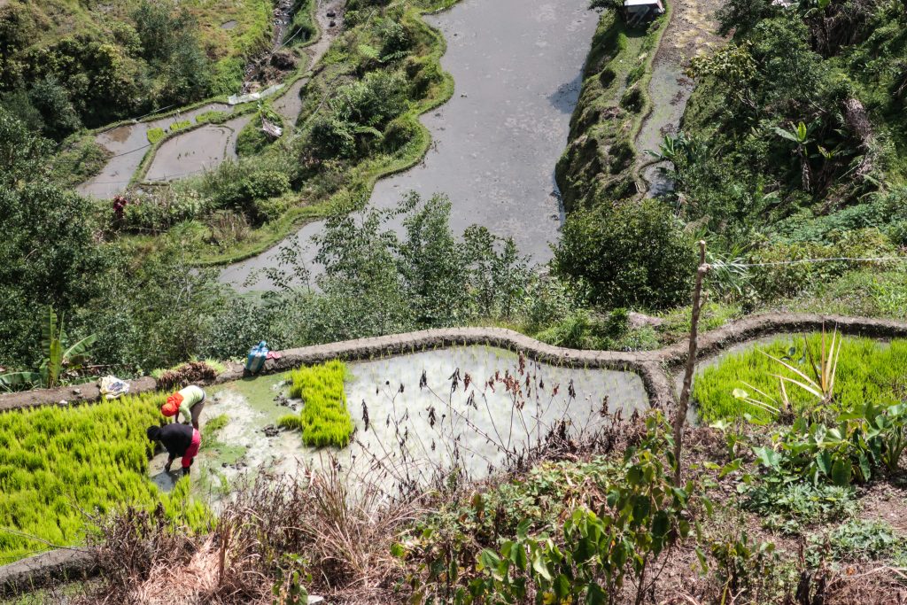 BANAUE RICE TERRACES IFUGAO PHILIPPINES