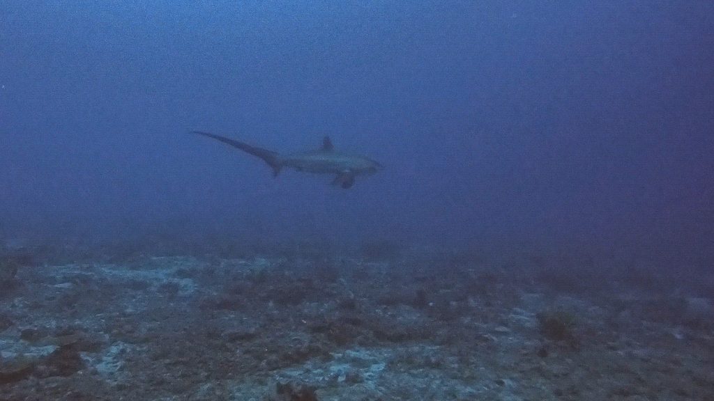 Thresher Shark Diving Malapascua Island Philippines