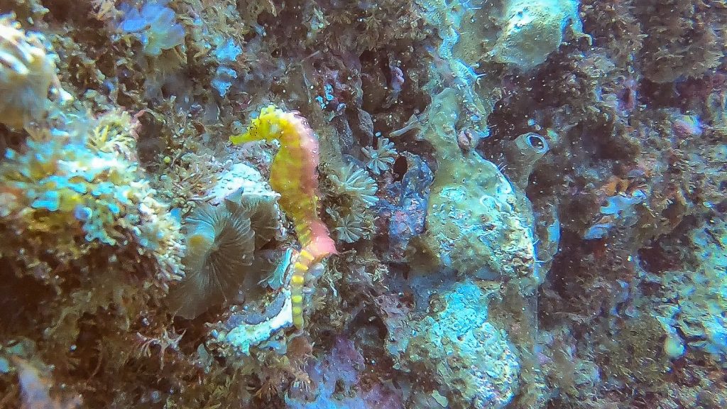 Seahorse Gato Island Diving Malapascua Philippines