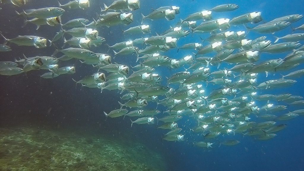 Jackfish Balicasag Philippines