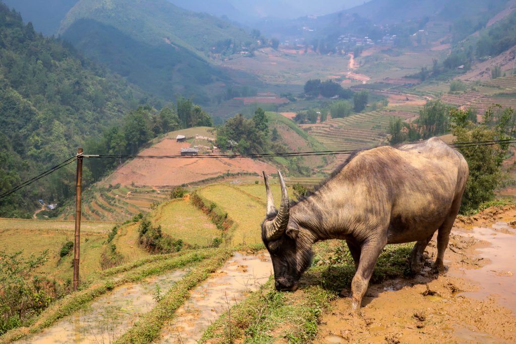 Rice terrace water buffalo - Sapa, Vietnam