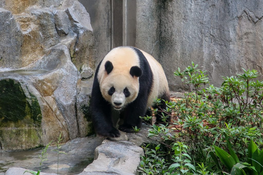 Chengdu Research Base for Giant Panda Breeding