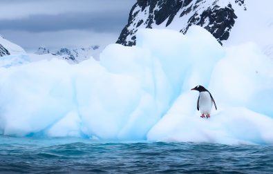 antarctica-seals-penguins-orcas
