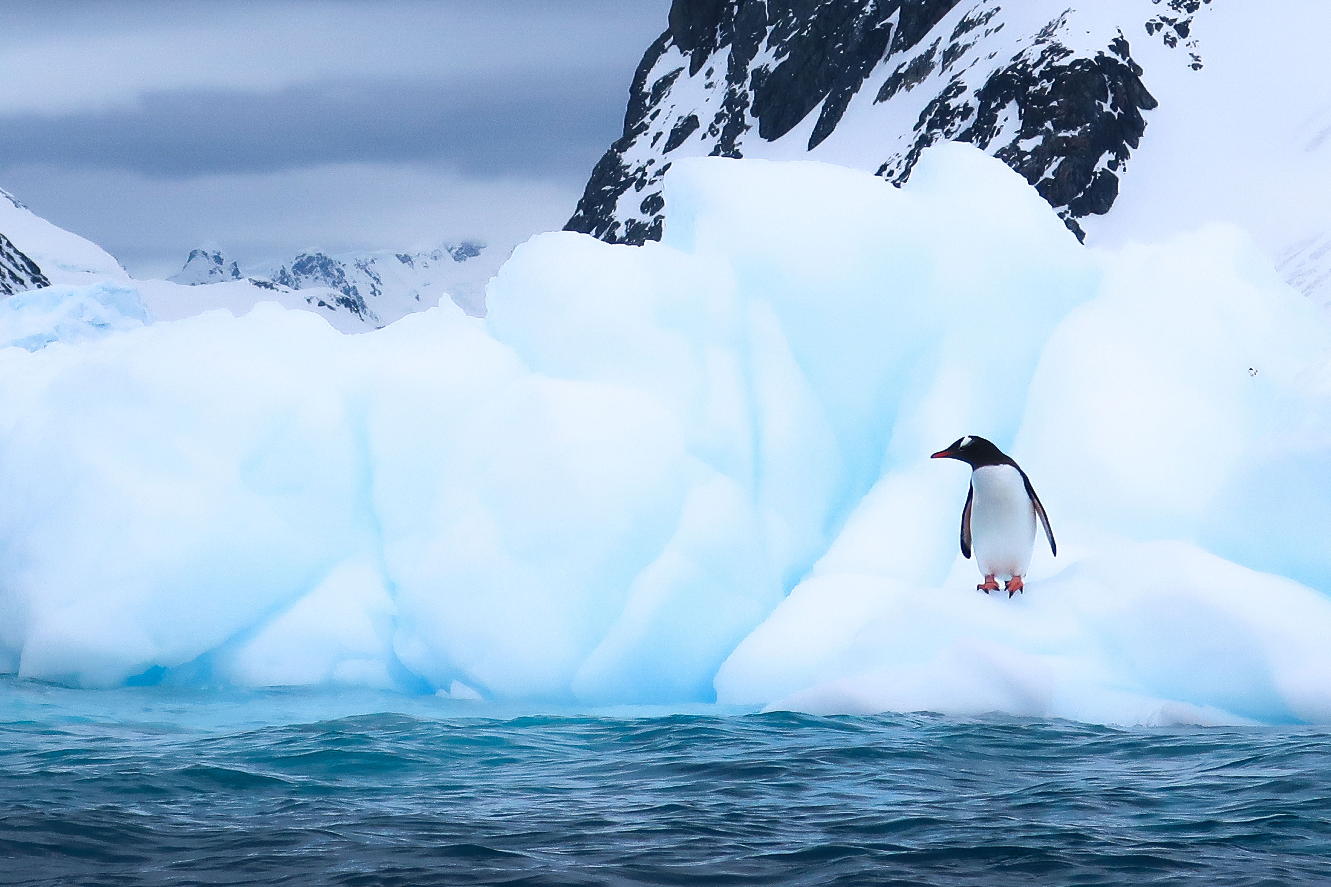 antarctica-seals-penguins-orcas
