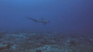 Thresher Shark Diving Malapascua Island Philippines